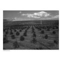 Latter Day Saints Citrus Orchard near Riverside posters