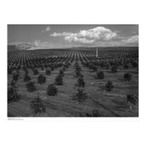 Latter Day Saints Citrus Orchard near Riverside posters