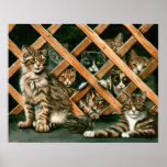 Lattice Fence Cats tuxedo tabby gray Poster