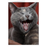 Laugh it up! cards