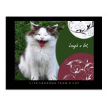 Laugh Life Lessons From a Cat Postcard