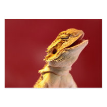 Laughing Bearded Dragon Business Card Template