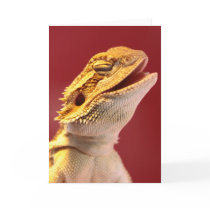 Laughing Bearded Dragon Cards