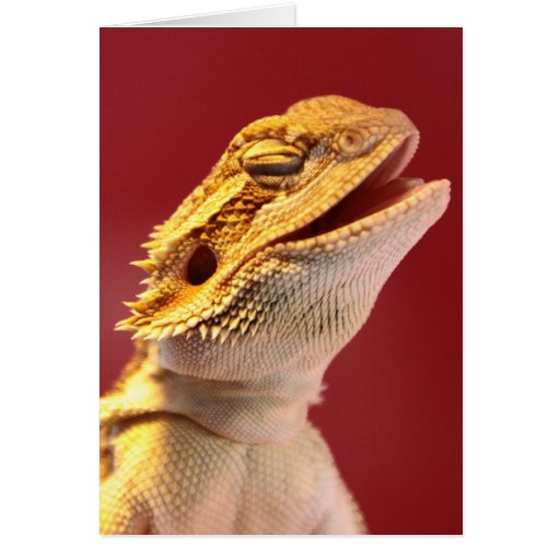 Laughing Bearded Dragon Cards