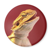 Laughing Bearded Dragon Fridge Magnets