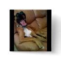 laughing boxer buttons by puppydogs laughing boxer buttons