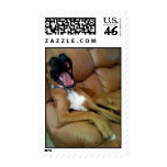 Laughing Boxer stamp stamps