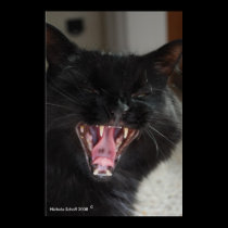 Laughing Cat Poster posters