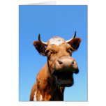 laugh, laughing, cow, cows, funny, merrily, funny,