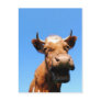 Laughing cow post card