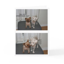 Laughing Dog Birthday Card