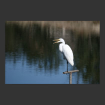 "Laughing Egret" posters