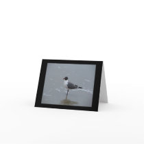 LAUGHING GULL POSING NOTE CARD