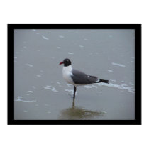 Laughing Gull Posing Poster