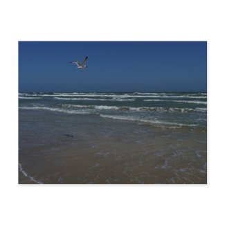 Laughing Gull Post Cards