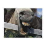 Laughing Horse postcards