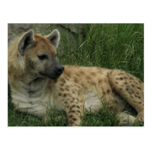 Laughing Hyenas Postcard
