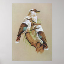 Laughing Kookaburra - Dacelo gigas Print