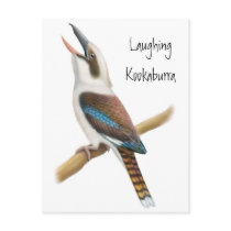 Laughing Kookaburra Postcard