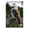 Laughing Kookaburra posters by MyPhotos Laughing Kookaburra posters