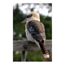 Laughing Kookaburra posters by MyPhotos Laughing Kookaburra posters