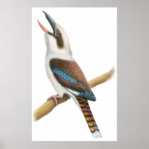 Laughing Kookaburra Print
