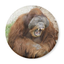Laughing Orangutan Magnets