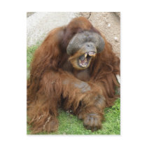 Laughing Orangutan Postcards