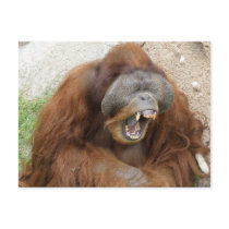 Laughing Orangutan Post Card