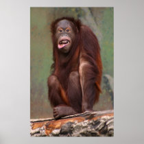 Laughing Orangutan Print