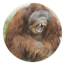 Laughing Orangutan Round Stickers