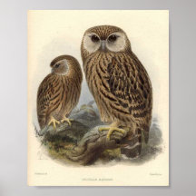 Laughing Owl Print