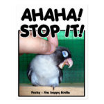 Laughing Pocky cute lovebird Post Card