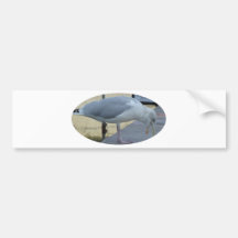 Laughing Seagull Bumper Sticker