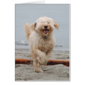 laughingchuck cards