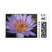Laura Frase stamps