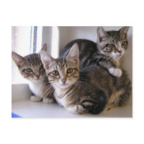 Laurie, Larry & Louie postcards