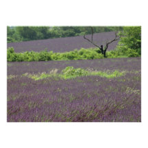 Lavanda, flores de Provence, Francia Anuncios