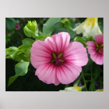 Lavatera de rubíes del Regis Posters