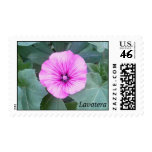 Lavatera flower postage stamps Lavatera flower postage stamps