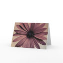 Lavendar Daisy cards