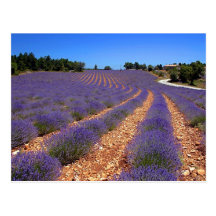Lavendar field in Provence Post Cards