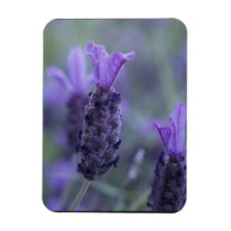 Lavendar Flower Photo Premium Magnet