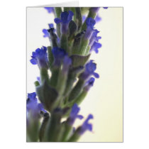 lavendar flowers cards by kinymccarrick lavendar flowers cards