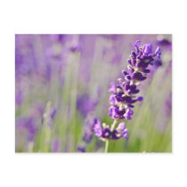 Lavendar | Lavendel Post Cards