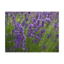 Lavendar | Lavendel Post Card