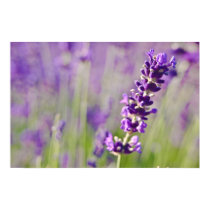 Lavendar | Lavendel posters by HortusFloridus Lavendar | Lavendel posters