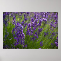 Lavendar | Lavendel Print