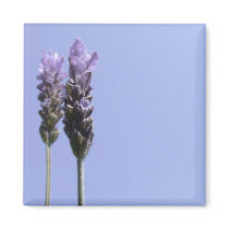 Lavendar Magnet magnets