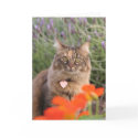 Lavendar, Nasturtium, and a Tortoiseshell Cat cards by 3kitty Lavendar, Nasturtium, and a Tortoiseshell Cat cards